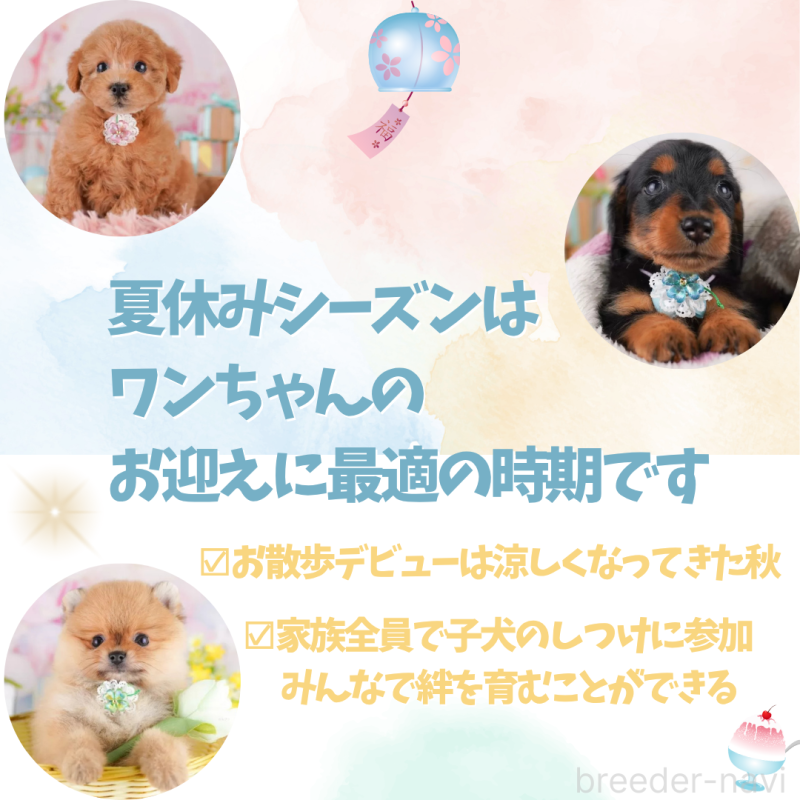 商談中の東京都のポメラニアン-390129の2枚目